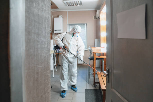 Best Black Mold Removal  in Manorville, NY