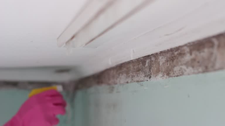 Best Commercial Mold Inspection  in Manorville, NY